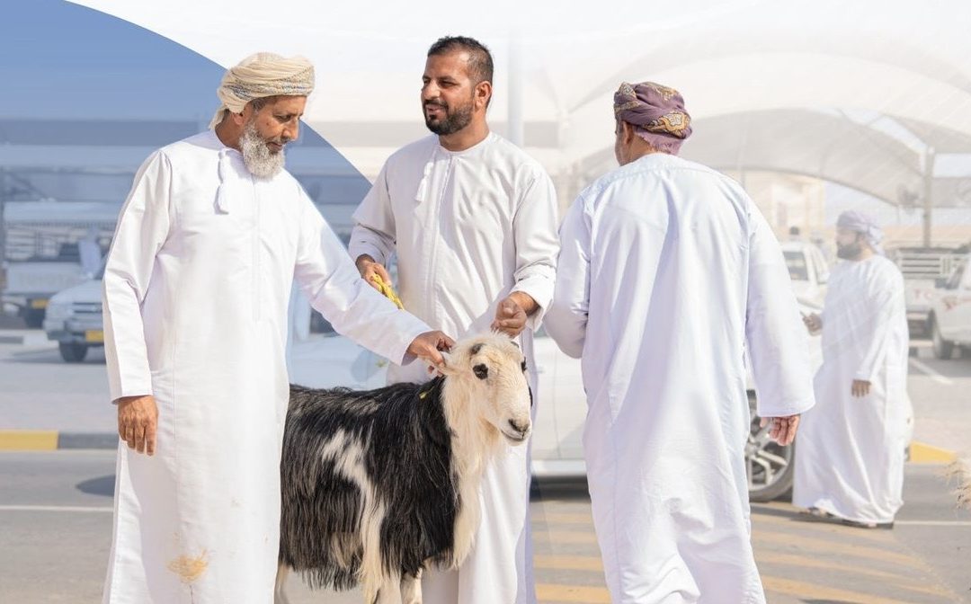بلدية شمال الباطنة تنقل نشاط بيع المواشي إلى سوق الجمعة بصحار