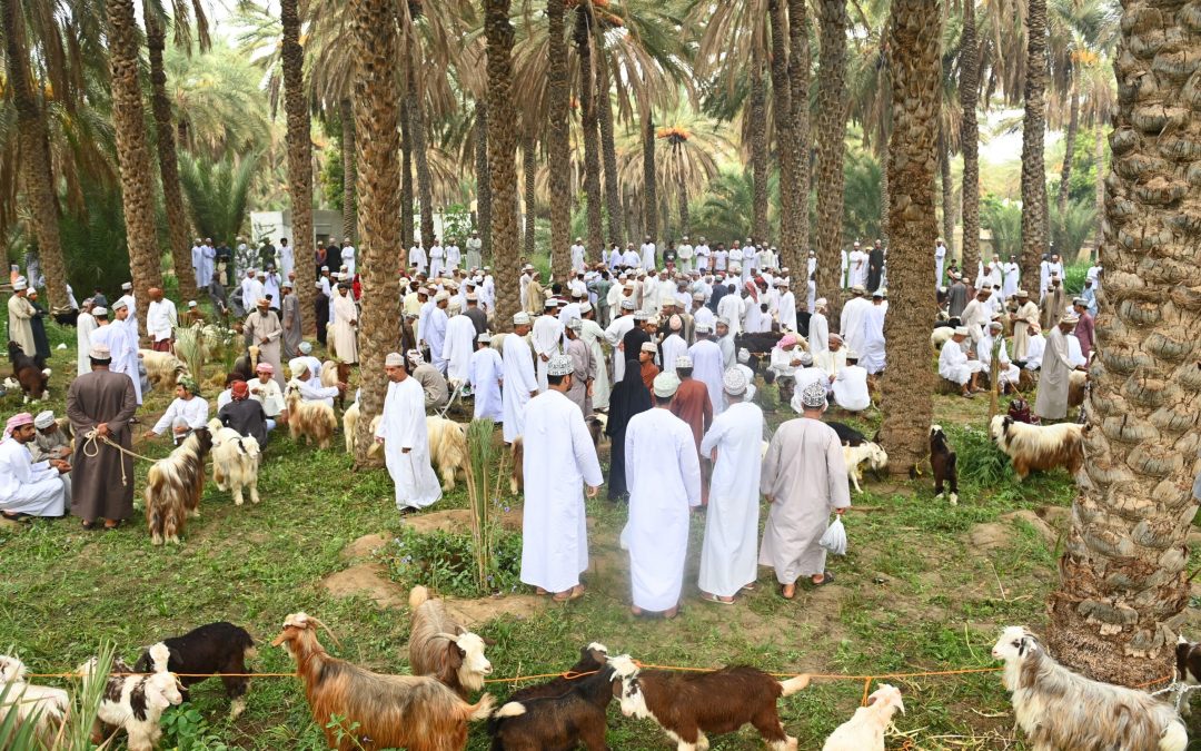 “الثروة الزراعية” تؤكد وفرة المواشي واستقرار الإمدادات قبل عيد الأضحى